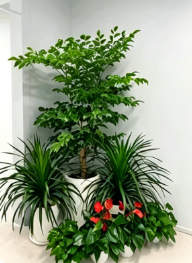 慈溪公司绿植出租推荐-镇海绿植租摆申请-江北商务绿植出租-江北绿植租摆市场